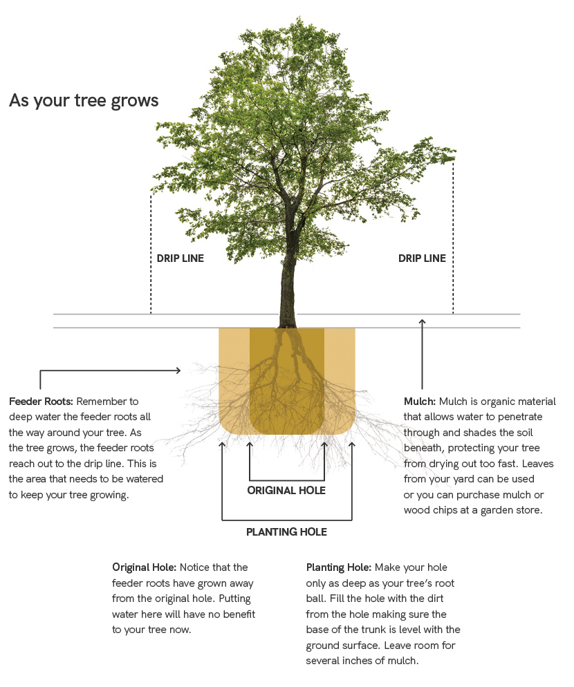 如何在沙漠中种植树木的图解。送料根:记得把送料根绕着你的树浇深。随着树的生长，馈线的根部伸向滴水管。这是你的树生长需要浇水的地方。护根物:护根物是一种有机材料，它可以让水渗透进来，遮蔽下面的土壤，保护你的树不会很快干透。你可以用你院子里的树叶，或者你可以在花园商店购买护根物或木屑。原孔:注意馈线根部已经从原孔长开。现在在这里浇水对你的树没有任何好处。种植洞:让你的洞和你的树根球一样深。用洞里的泥土填满洞，确保树干底部与地面齐平。 Leave room for several inches of mulch.